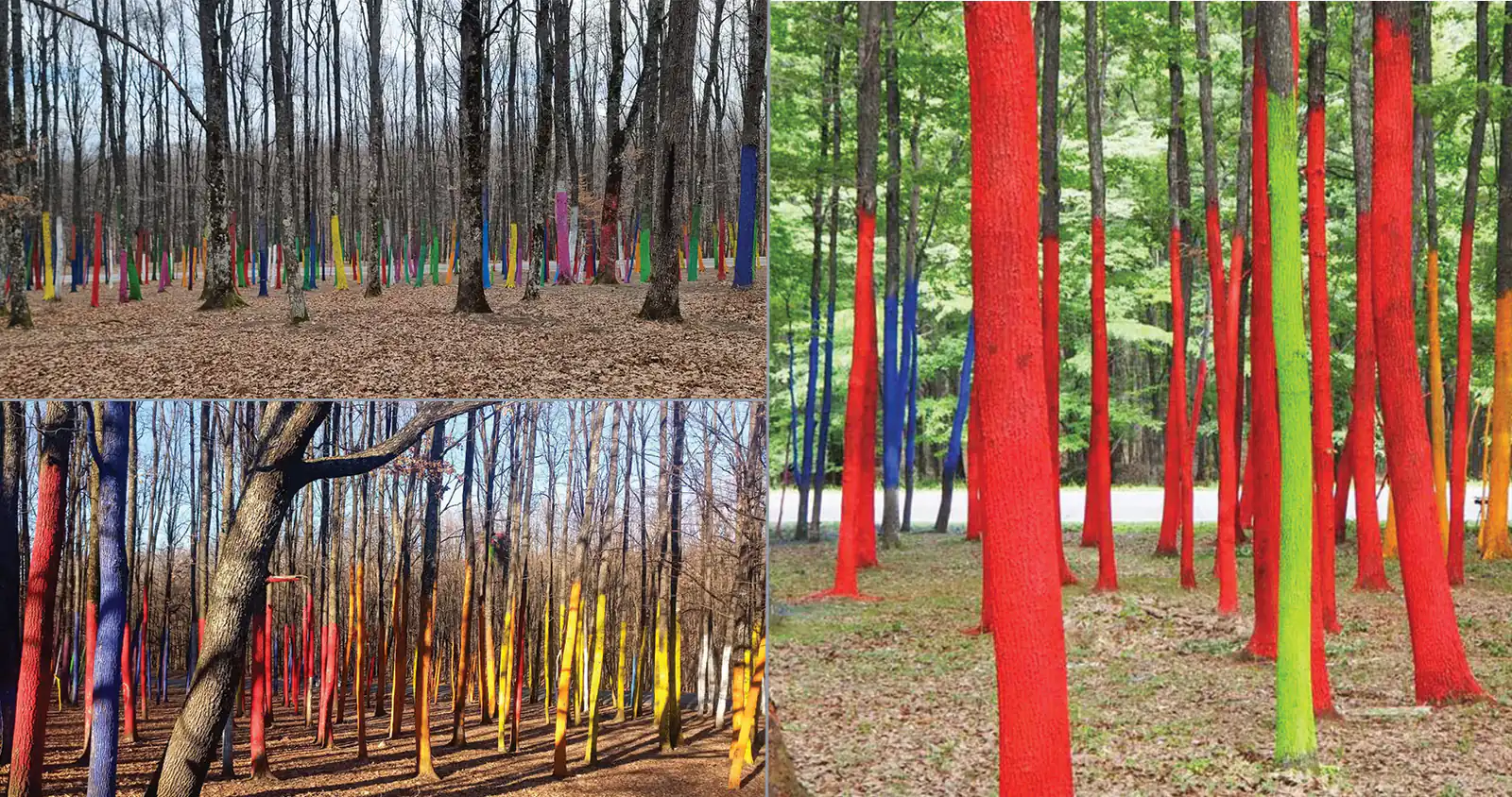 Pădurea Colorată